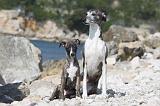 WHIPPET 264